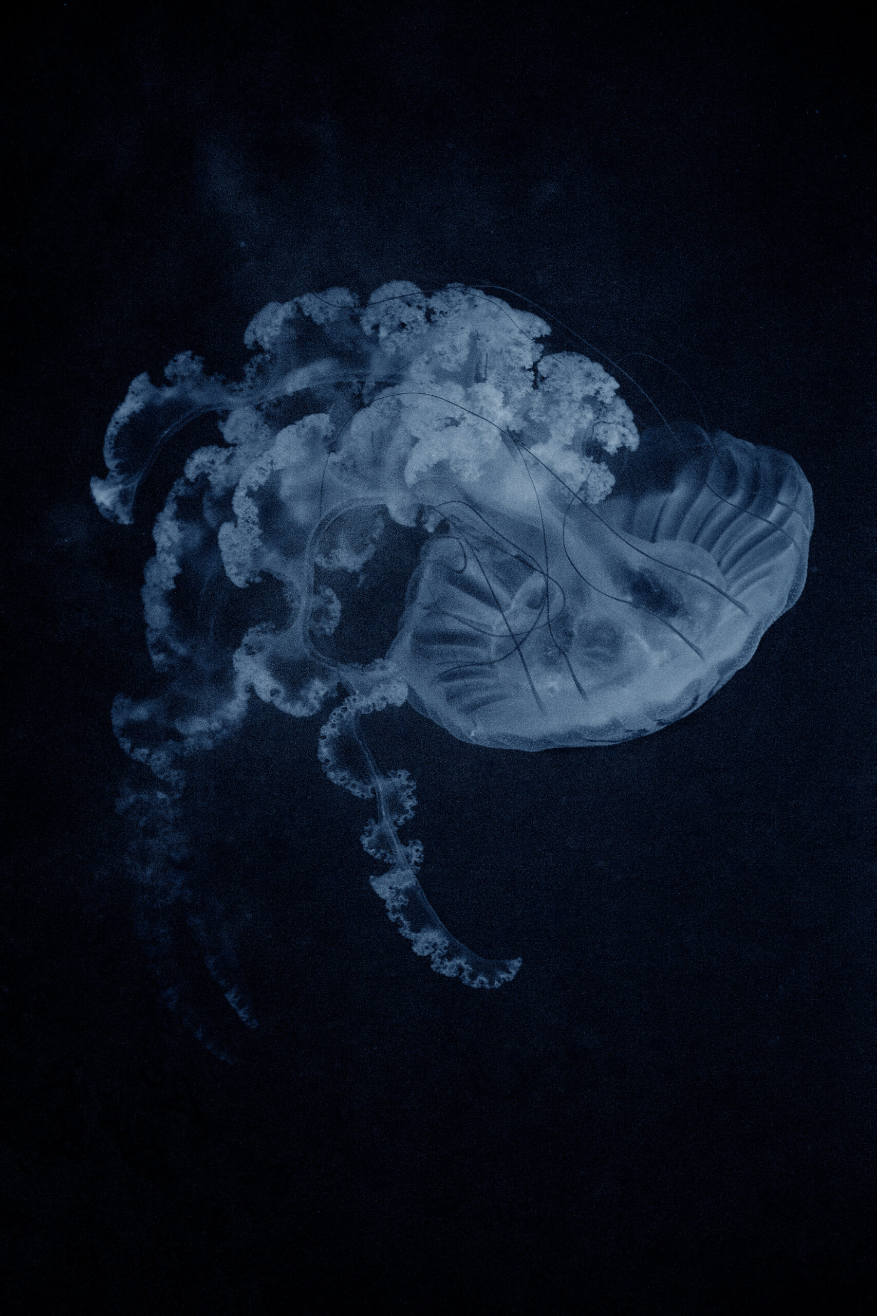 Costanza Gastaldi - Steno, 2025