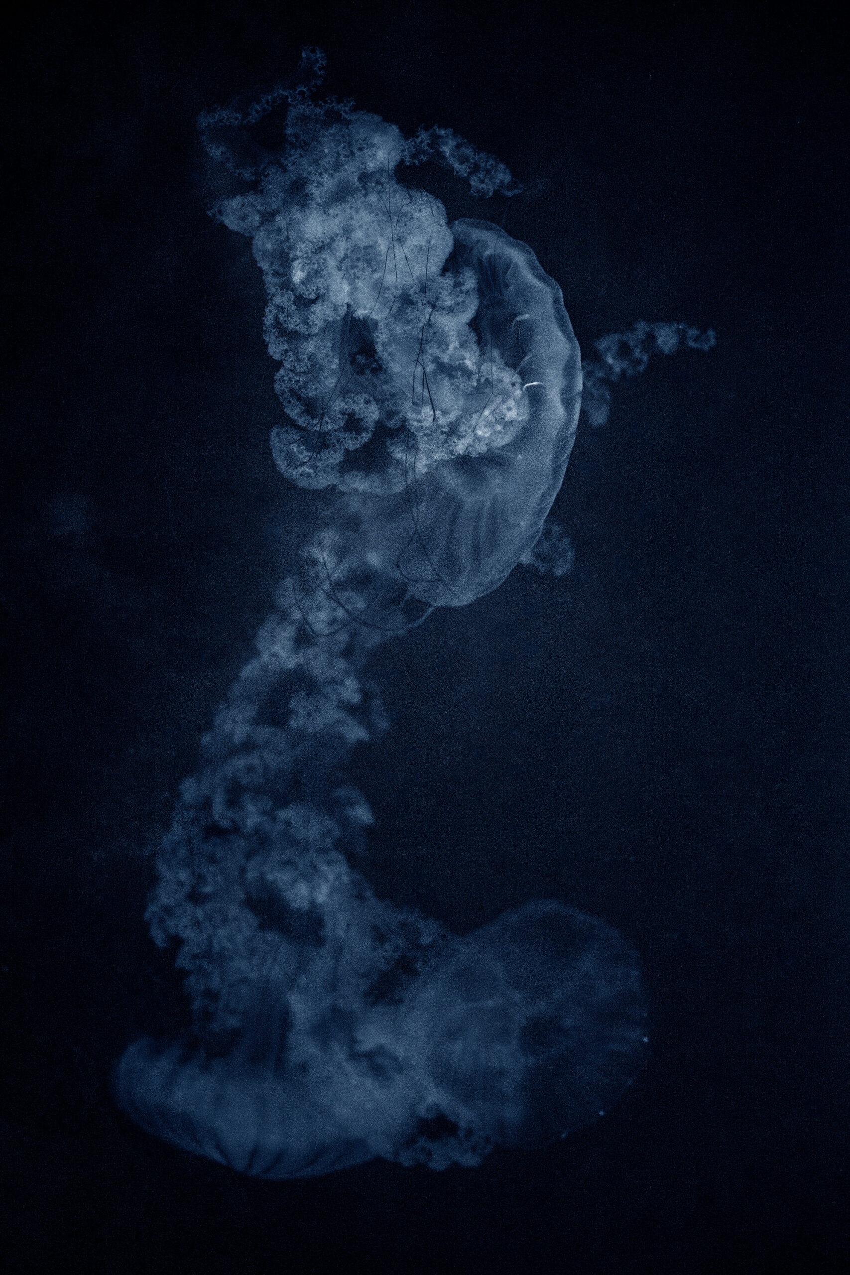 Costanza Gastaldi - Euriale, 2025