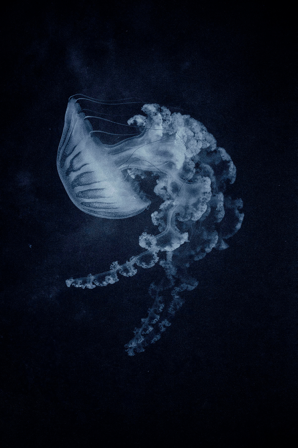 Costanza Gastaldi - Medusa, 2025