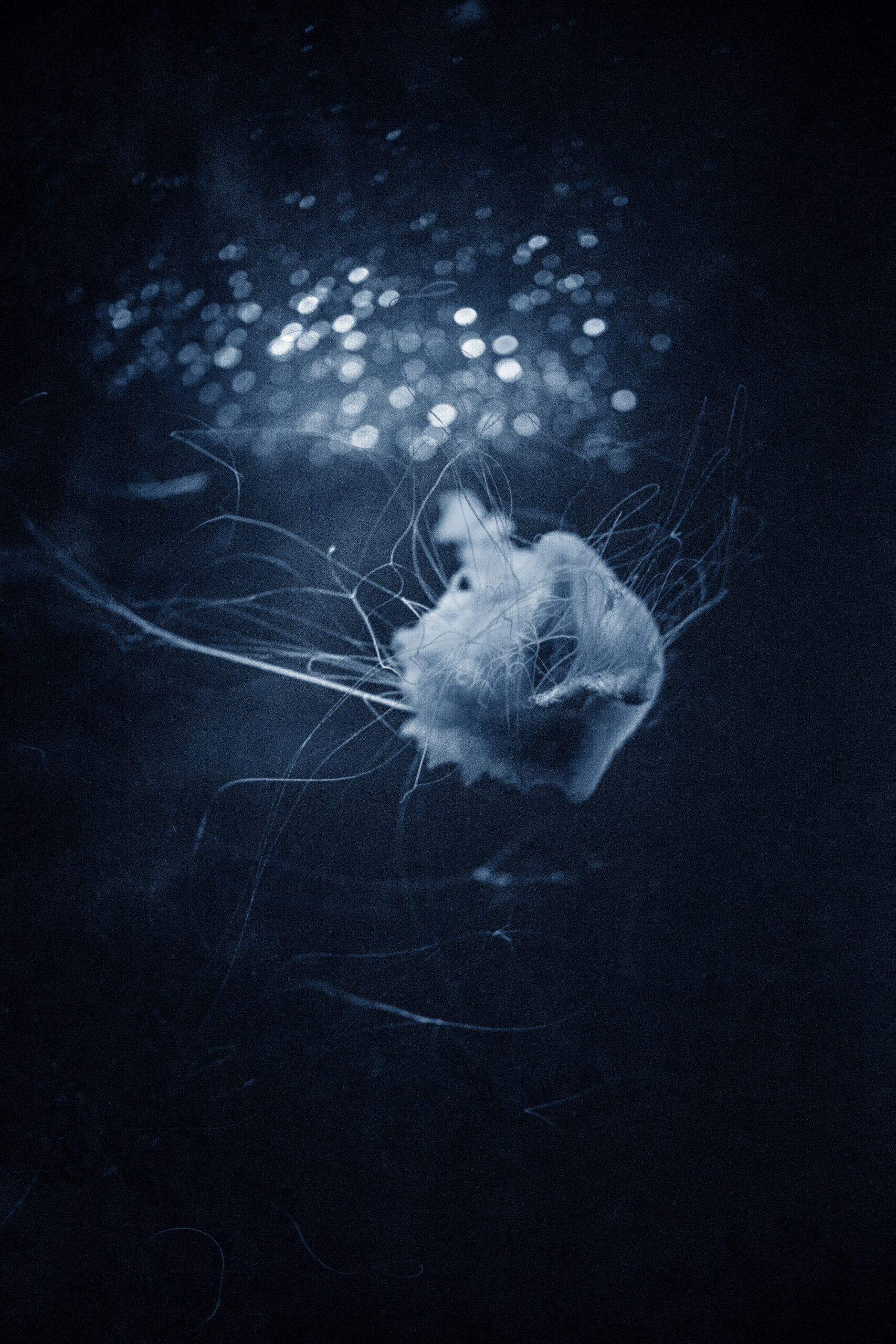 Costanza Gastaldi - Battito, 2025