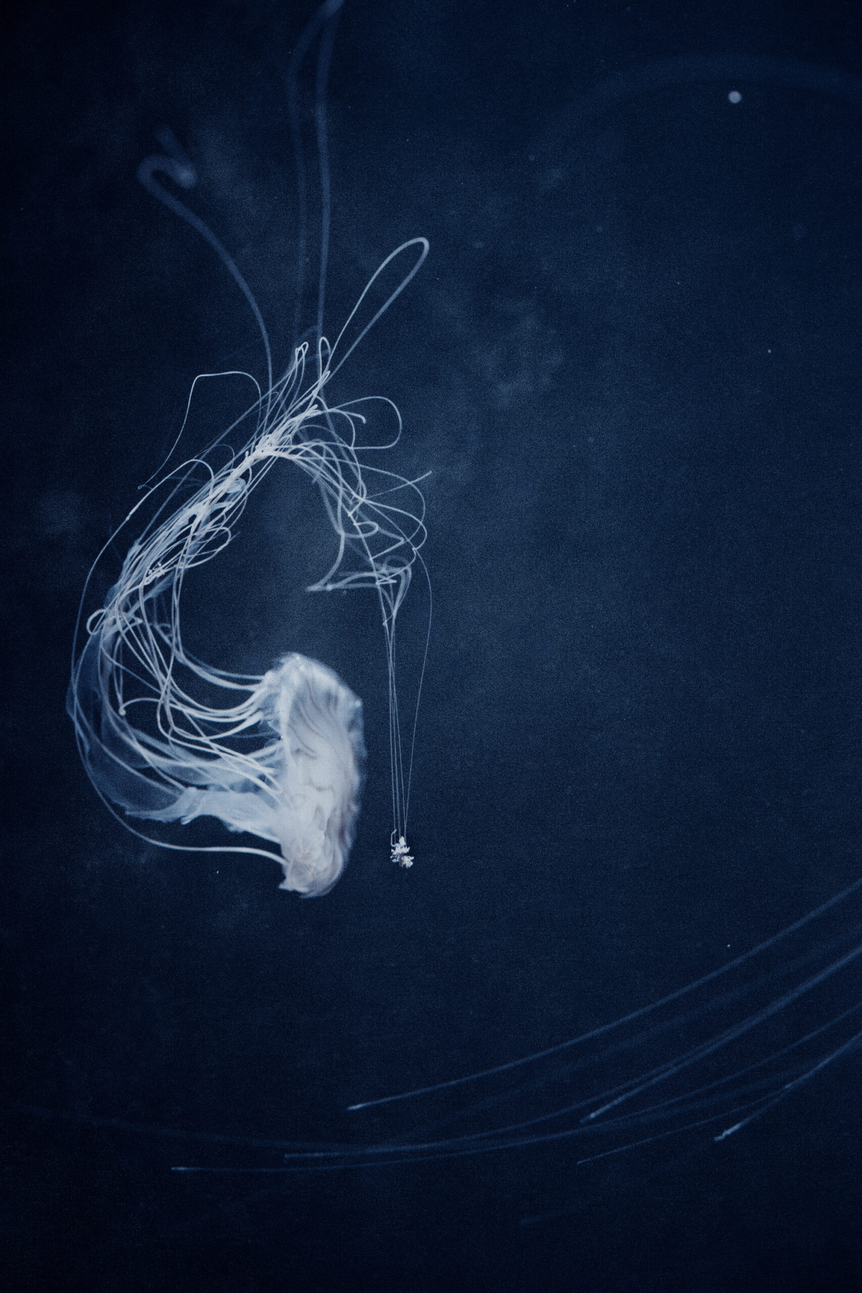 Costanza Gastaldi - Aracnide