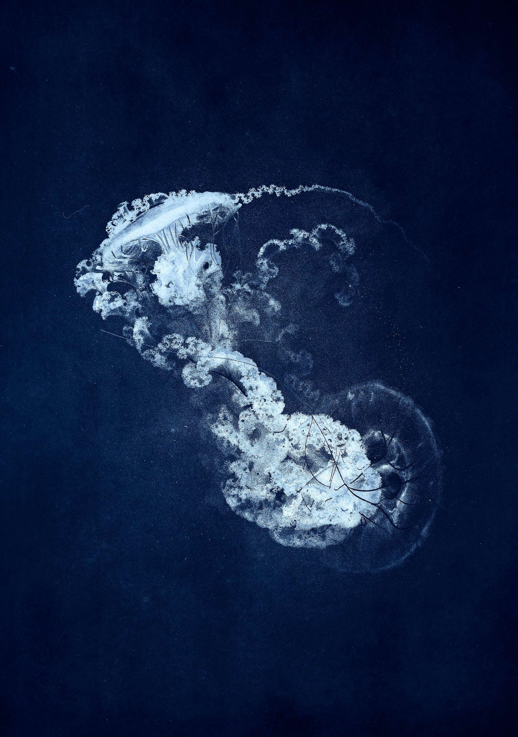 Costanza Gastaldi - Escaramouche