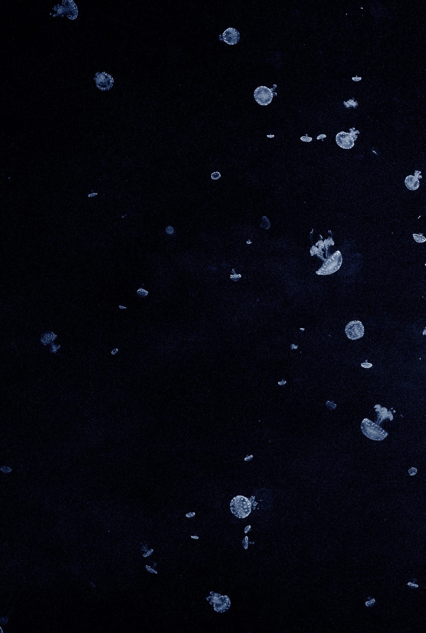 Costanza Gastaldi - Bolle C