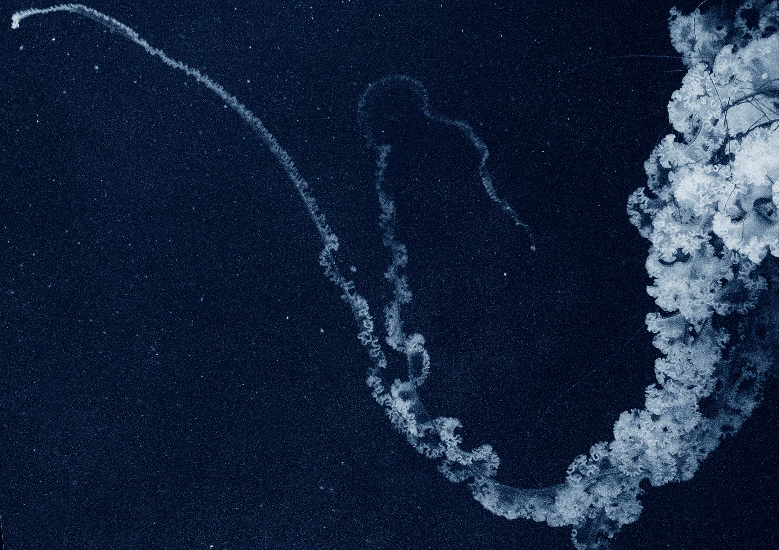 Costanza Gastaldi - Carezza